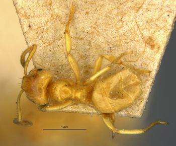 Media type: image;   Entomology 21689 Aspect: habitus dorsal view
